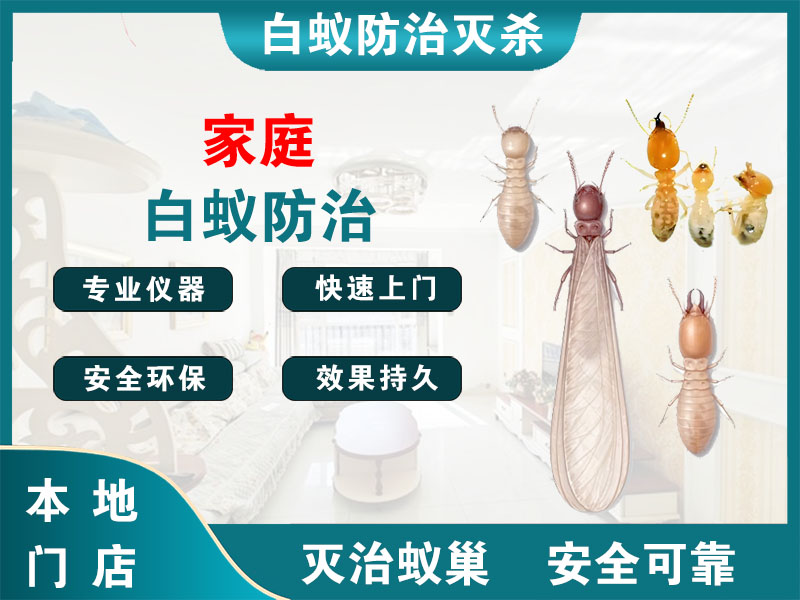 海安市家庭白蚁防治