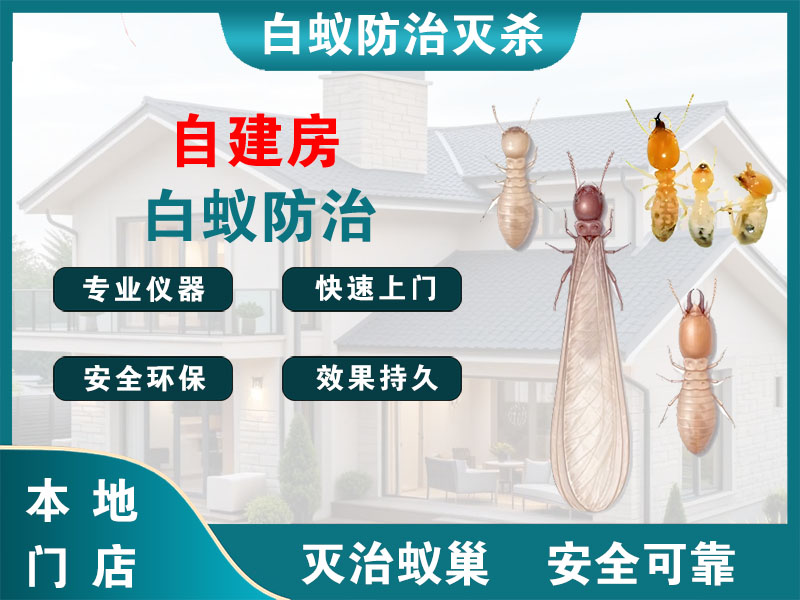 海安市自建房白蚁防治