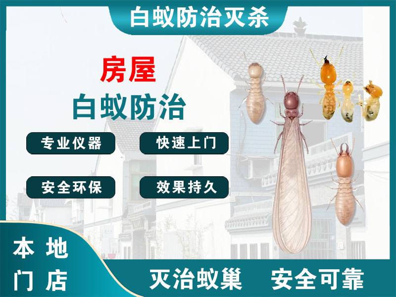 海安市房屋白蚁防治